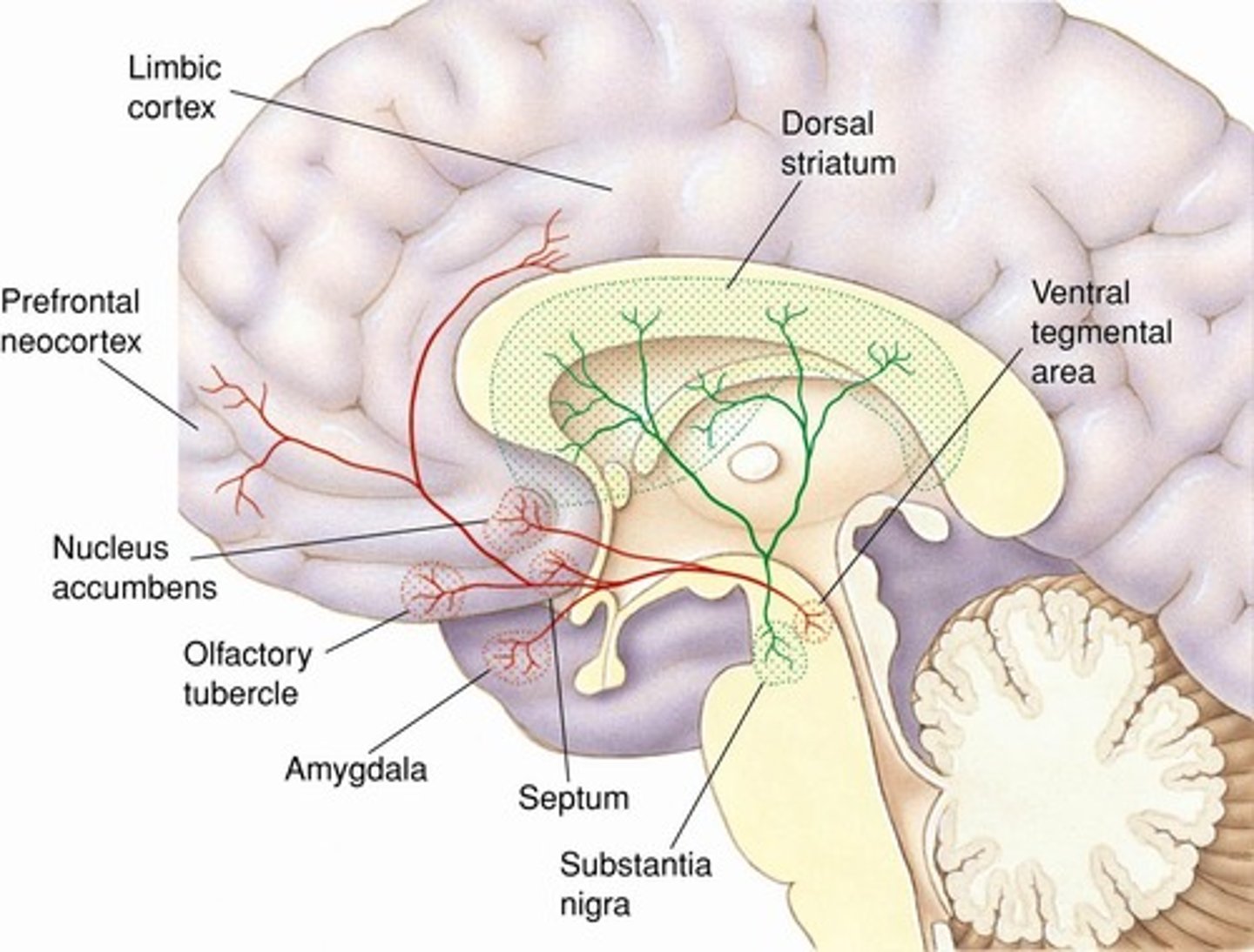 <p>Dopamine's role is suggested by self-stimulation studies, where dopamine antagonists interfere with self-stimulation and reduce the reinforcing effects of food.</p>