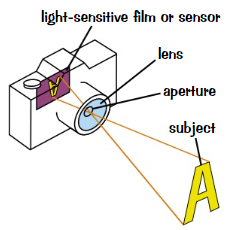 <ul><li><p>Cameras use <strong>lens</strong> to focus <strong>visible light</strong> onto light-sensitive <strong>sensor</strong></p></li><li><p>Lens <strong>aperture</strong> controls <strong>how much</strong> light enters camera</p></li><li><p><strong>Shutter speed</strong> determines <strong>how long</strong> the sensor is <strong>exposed </strong>to light</p></li><li><p>By varying <strong>aperture</strong> + <strong>shutter speed</strong>, photographer can capture as much/as little light as they want in photo</p></li></ul>