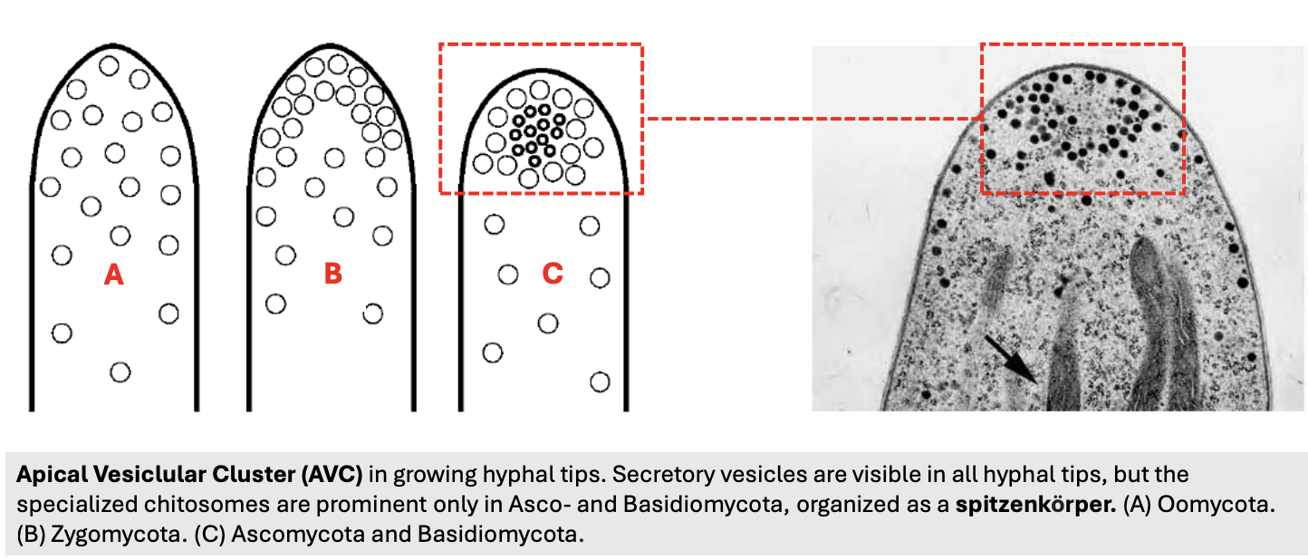 <p><strong>Apical vesicular cluster (AVC), </strong>organized as <strong>spitzenkorper</strong> in dikarya (Asco- &amp; Basidiomycota)</p>