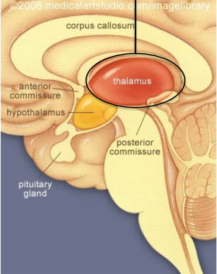 1. Forms lateral walls of the 3rd ventricle
2. Filters somatosensory, visual, and auditory info 
- Except smell
3. Any part of the brain (sensory or not) that communicates with 
cerebral cortex must go through thalamus
