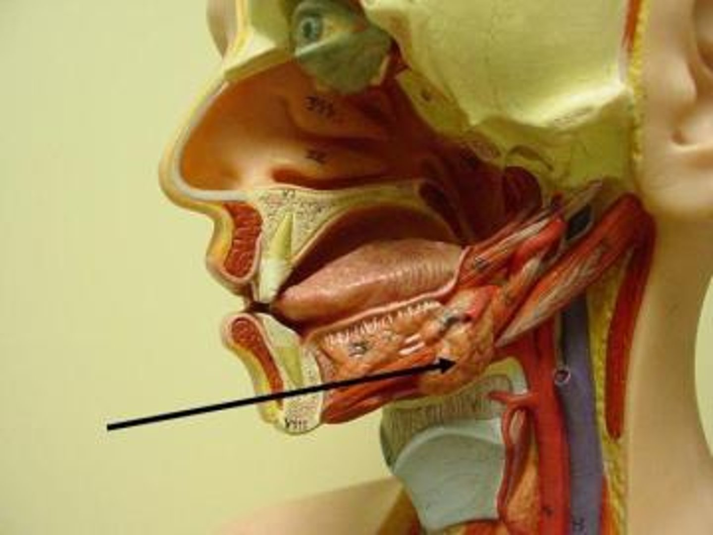 <p>beneath the mandible at the angle of the jaw</p>