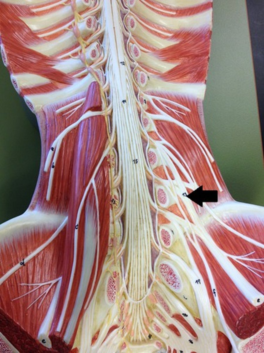 <p>femoral nerve</p>