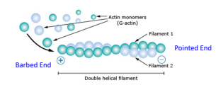 <p>The concentration of subunits at which the filament wil neighter grow nor shrink</p>