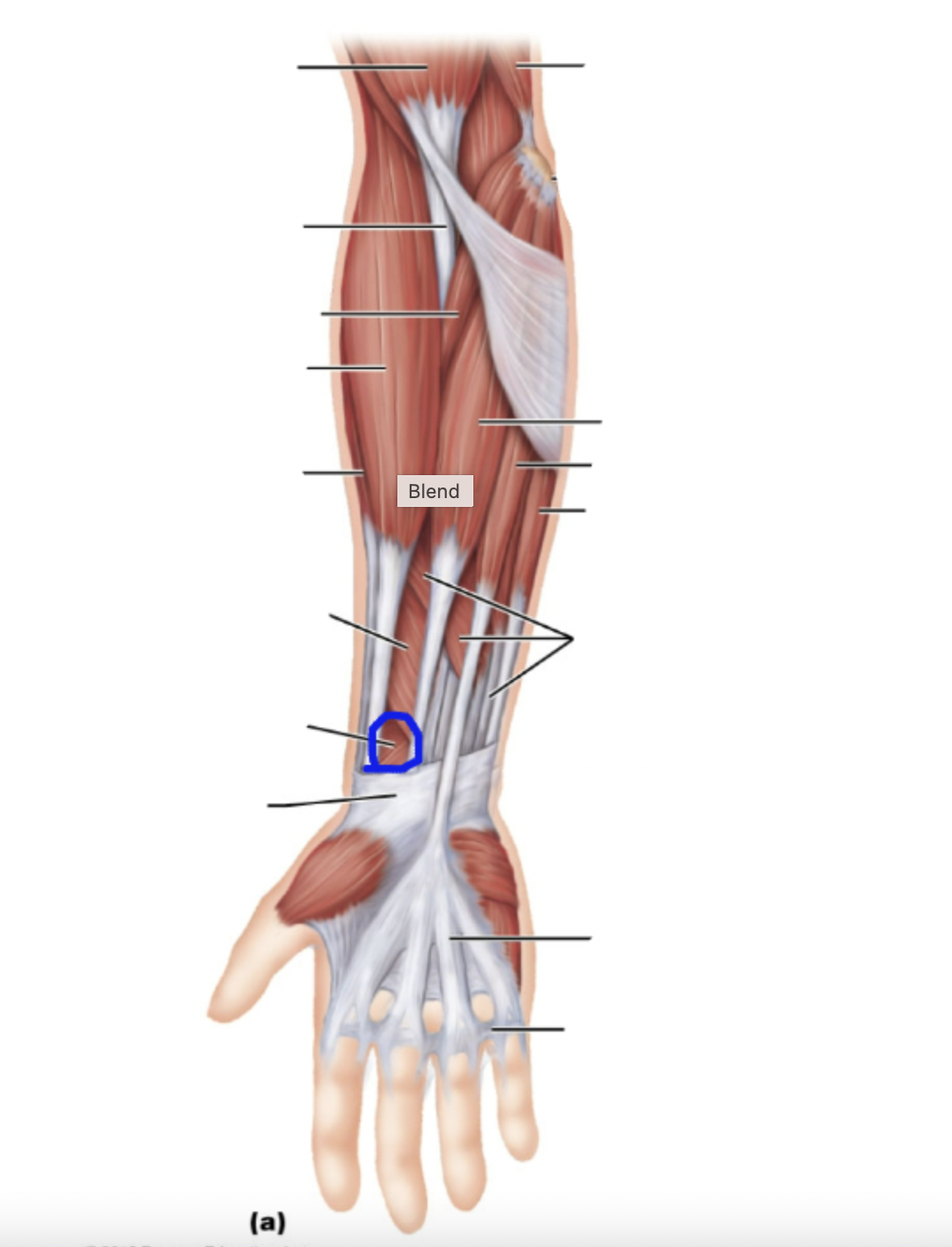 knowt flashcard image