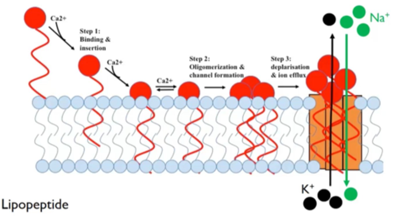 <p>binds to cell membranes and causes depolarization, which interrupts protein, DNA, and RNA synthesis</p>