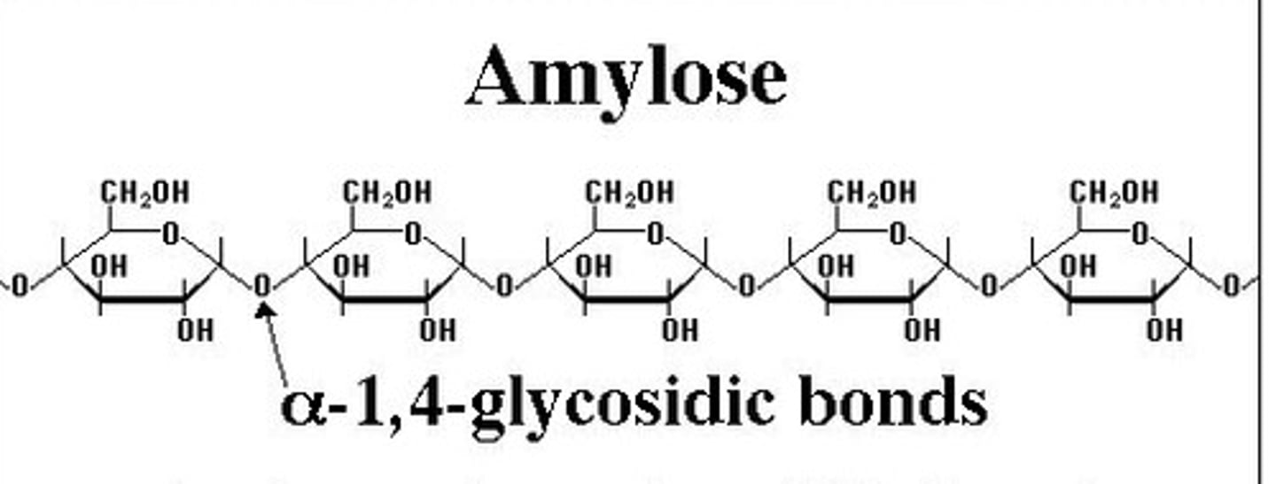 <p>A storage polysaccharide in plants consisting entirely of glucose; alpha,1-4 glycosidic linkage (covalent)</p>