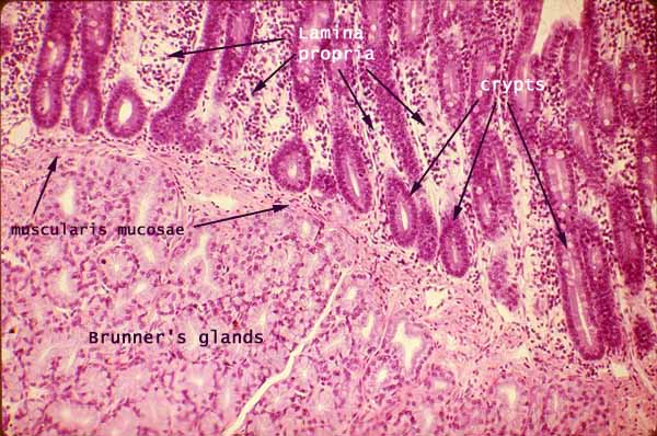 <p>Name of kind layer of glands? Function?</p>