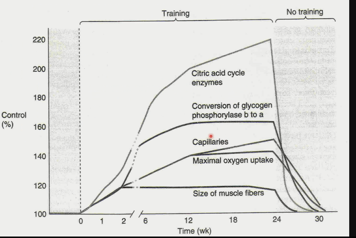 \- more glycolytic enzymes

\- more glycogen stored

\- increased capacity to utilize lactate

\~ less release from active muscle at given power

\~ more uptake by other cells - lactate shuttling (e.g. some muscle metabolizes lactate; liver makes glucose from lactate)

\- psychological training AKA deal with pain