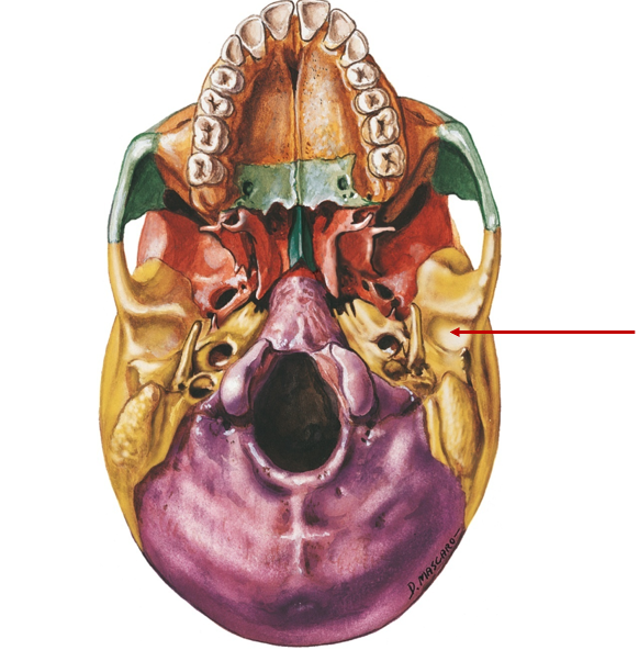 <p>Pocket where jaw connects to skull</p>