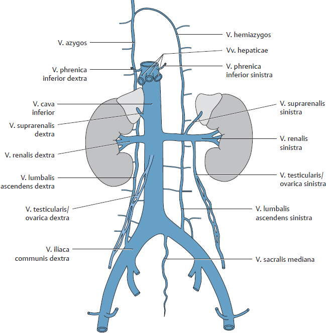 <p>v.testicularis / ovarica</p>