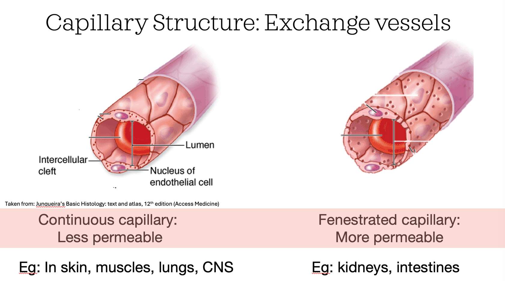 <p>eg in skin, muscles, lung, cns. are much less permeable than fenestrated capillaries. these small slits are found at the border where two endothelial cells meet. they can vary in permeability or leakiness. some have wider intercellular clefts between endothelial cells while others have none at all.</p><p>ex:&nbsp;<span><span>brain is a great example of continuous capillaries with </span></span><u>almost no permeability</u><span><span> through intercellular clefts. This is important because if we had a lot of fluid leak out of capillaries in our brain, this could lead to problems as it is encased in a hard bony skull and can't expand</span></span></p>