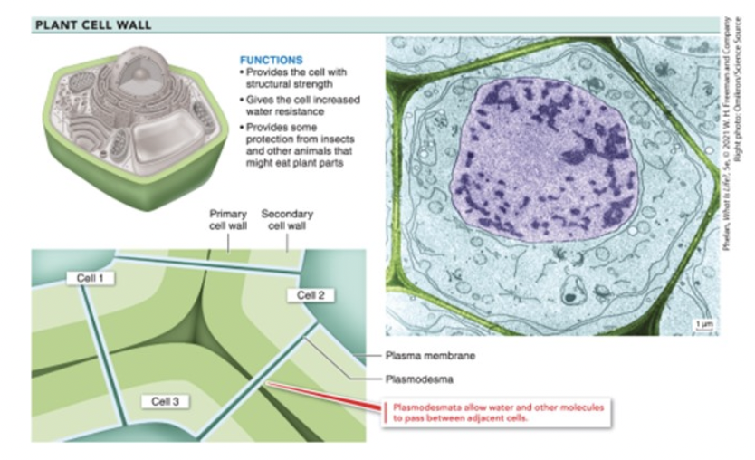 <p>plasmodesmata</p>