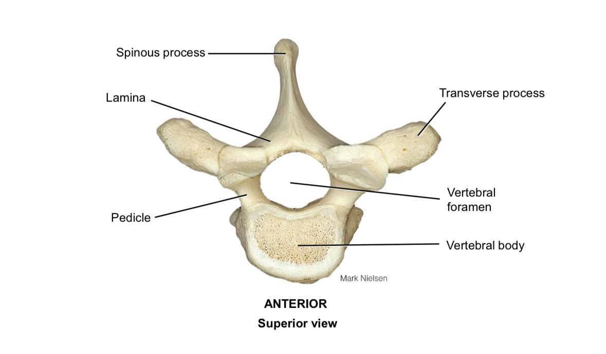 <p>Spinous process </p>