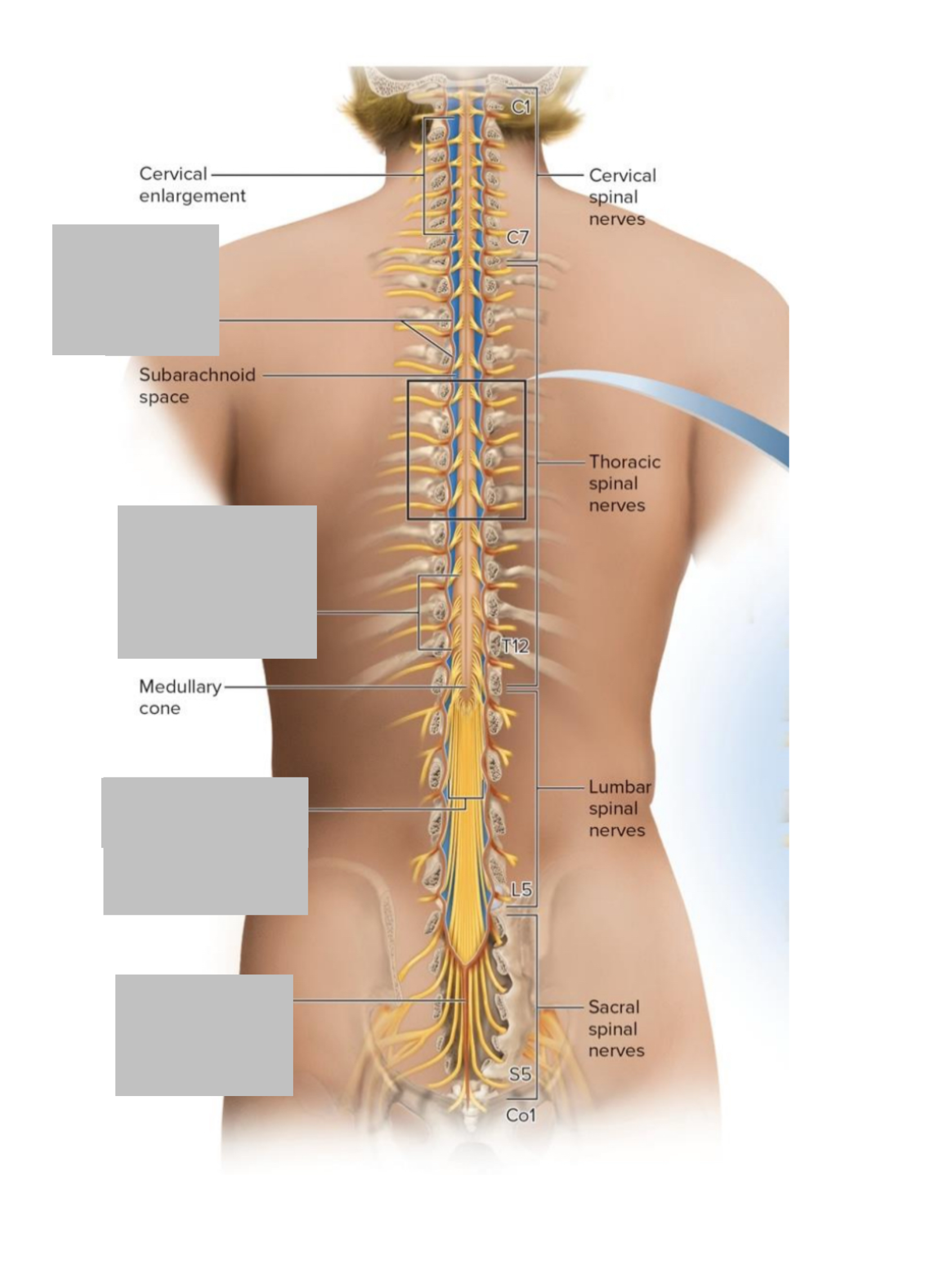 <p>other important landmarks of the CNS</p>