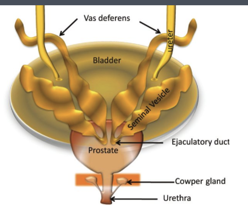 <p>Q: What <strong>structure</strong> is formed by the <strong>junction</strong> of the <strong>seminal vesicle</strong> and <strong>vas deferens</strong>?</p>