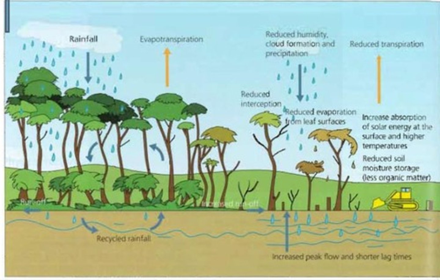 <p>...commercial farming, mining, logging, settlements<br><br>1. Atmosphere becomes less humid as evapotranspiration is reduced<br><br>2. With few trees, most rainfall reaches the ground immediately, compacting the soil and encouraging overland flow<br><br>3. Few trees remain so there is less interception of water or evaporation off leaves =&gt; transpiration will be virtually zero<br><br>4. Rates of runoff will increase with an increased risk of flooding<br><br>5. Exposed to the sun, the soil will become very dry and vulnerable to erosion</p>