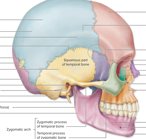 <p>Name the occipital bone</p>