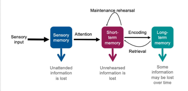 <p>Memory consists of three distinct stages: </p><ul><li><p><strong>Sensory memory</strong> - stores info in its raw sensory form </p></li><li><p><strong>STM</strong> - holds 5-9 items, lost if not rehearsed </p></li><li><p><strong>LTM </strong>- virtually unlimited capacity, retrieved back into STM for conscious awareness</p></li></ul><p></p>