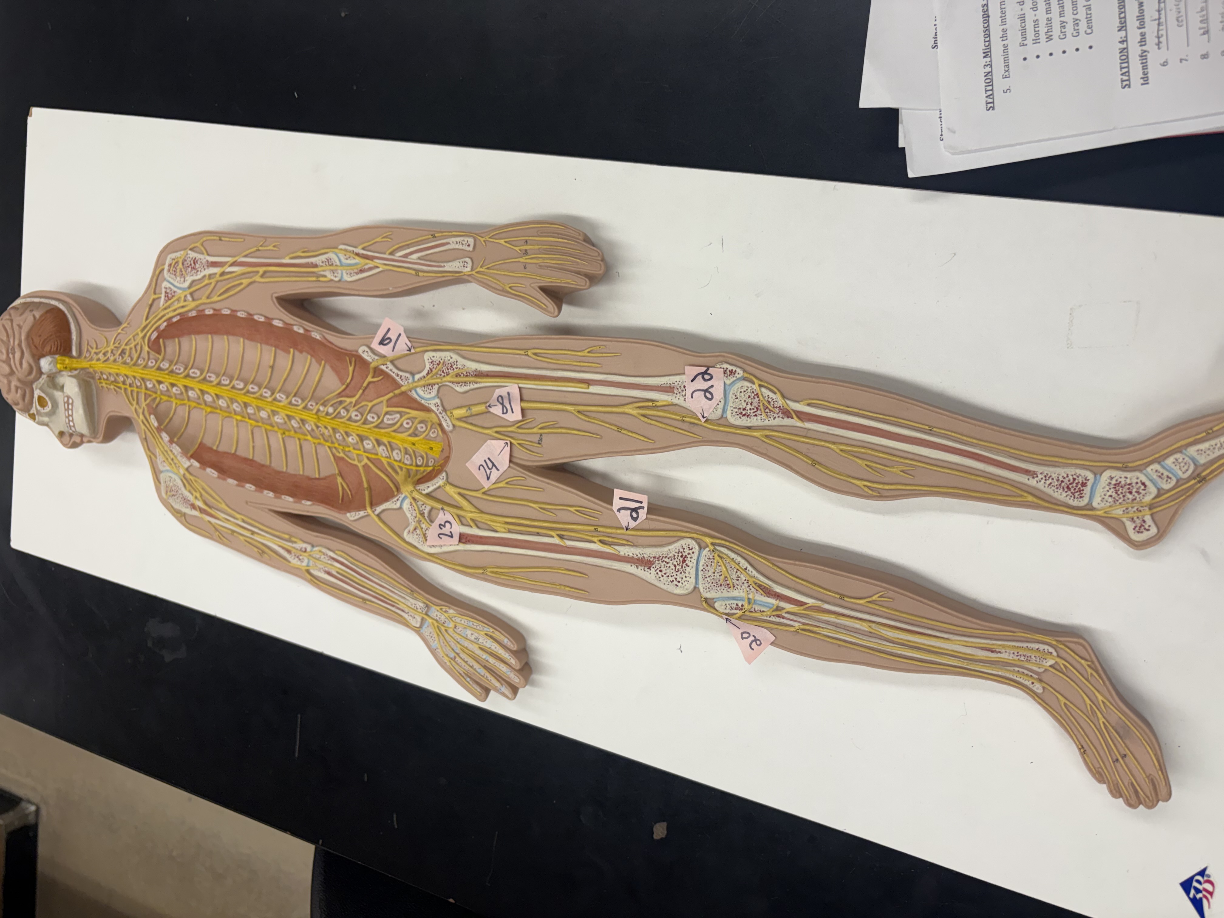 knowt flashcard image