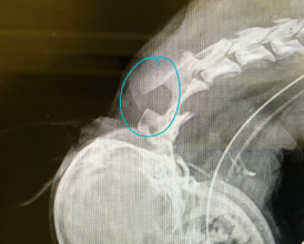 <ul><li><p><strong>MOA:</strong></p><ul><li><p>AO: overlap, concussive, medulla compression</p><ul><li><p>C1 tips foward</p></li></ul></li><li><p>AA luxation: cranial/cervical spine concussion</p><ul><li><p>C2 tips backwards</p></li></ul></li></ul></li><li><p><strong>CS: </strong>paresis(more aute), plegia(unilateral to bilateral), vestibular signs(mild)</p></li><li><p><strong>ID:</strong> CT, MRI, C2 rads (AA)</p></li><li><p><strong>Tx: </strong>sx stabalization, <u>braces</u> (1” rolled gauze “dough nuts” in emerg)</p><ul><li><p><u>Avoid</u> ventro<u>flexion</u></p></li></ul></li></ul><p></p>