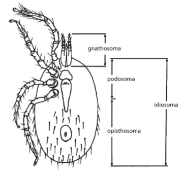 <ul><li><p>gnathosoma</p></li><li><p>idiosoma</p></li></ul><p></p>