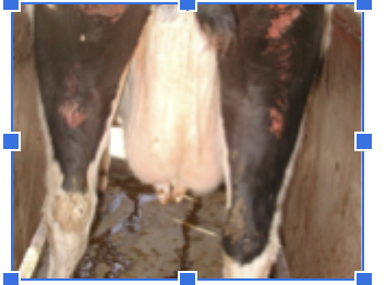 <p>Anaplasma Marginale</p><p><span style="font-family: Calibri, sans-serif;"><span>- </span></span>Fever, depression, inappetence, anaemia, jaundice, weakness, mm tremor</p><p class="MsoListParagraphCxSpMiddle"><span style="font-family: Calibri, sans-serif;"><span>- </span></span>Appear 1 mos after exposure</p><p class="MsoListParagraphCxSpMiddle"><span style="font-family: Calibri, sans-serif;"><span>- </span></span>Both taurus and indicus are suscept</p><p class="MsoListParagraphCxSpLast"><span style="font-family: Calibri, sans-serif;"><span>- </span></span>More in animals >1-2yo</p><p><span style="font-family: Aptos, sans-serif; line-height: 115%;"><span>PM: anaemia, watery blood, jaundice, spleen/liver enlarged</span></span></p>