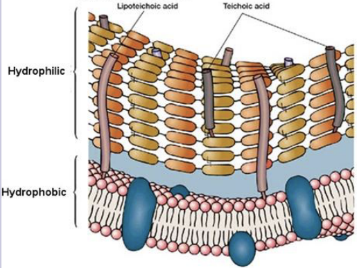 <p>This membrane is from what type of bacteria?</p>