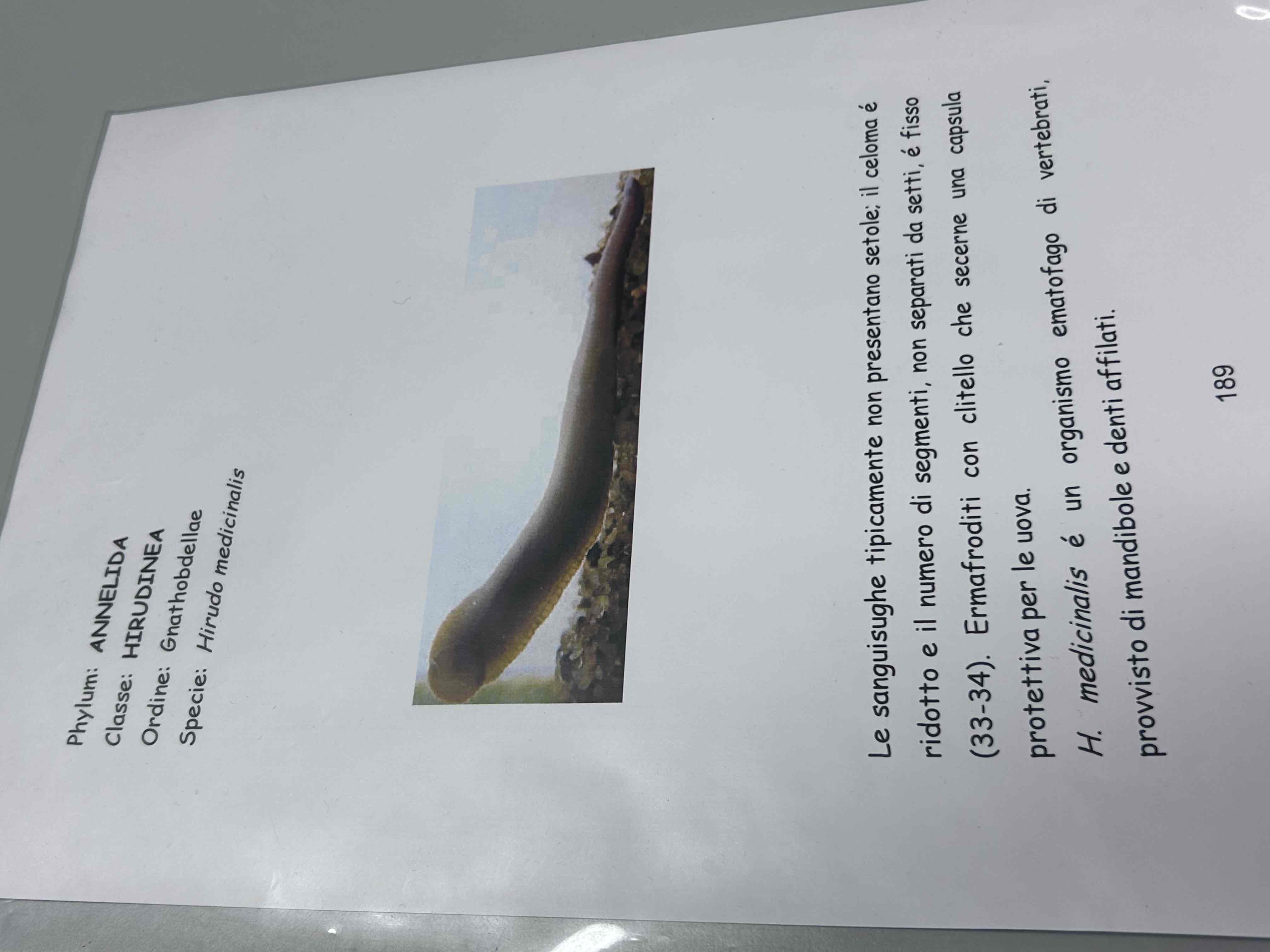 <p>Anellidi</p><p>Clitellati</p><p>Irudinei</p><p>Hyrudo medicinalis</p>