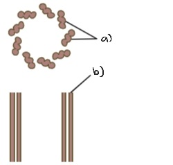 Label the following diagram of microtubules and centrioles