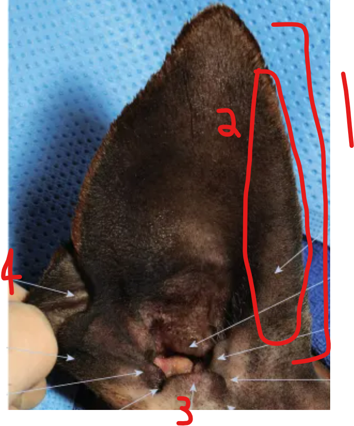 <p>label the parts of the canine ear</p>