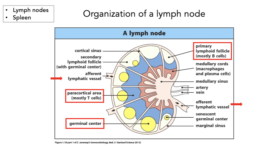 <p><strong>lymphoid organs</strong></p><ul><li><p>_____ lymphoid organs are where immune response is initiated</p><ul><li><p>lymph nodes, spleen</p></li></ul></li></ul><p></p>
