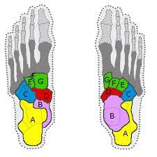 <p>What bones are these? </p>