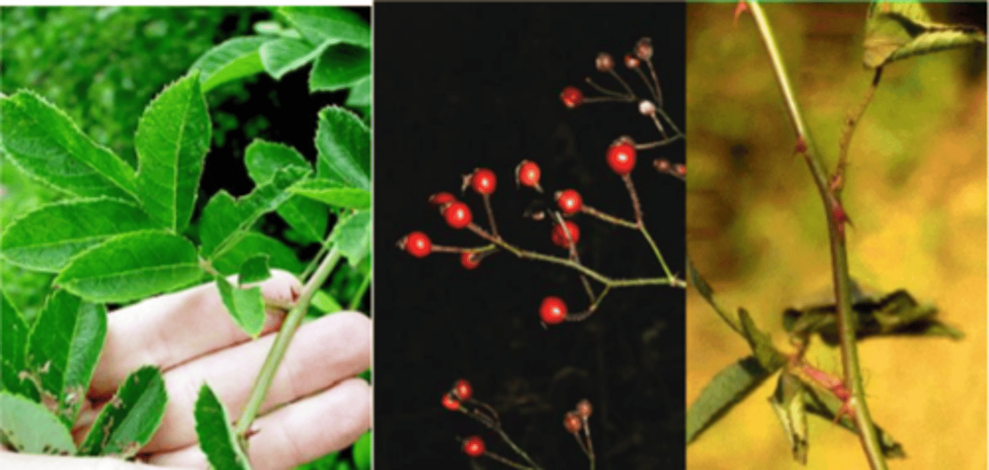 <p>Leaves: Alternate, pinnately compound leaf, 3-5” long, 5 to 11 serrated leaflets, comb-like stipules along base of petiole, dark green above and paler below. </p><p>Flower: White, 5 wedge-shaped petals, 2” across, occurring in clusters, fragrant, appearing in early summer. </p><p>Fruit: Red to reddish brown, 1/4 inch, oblong, fleshy "hip", ripens in late summer and persist through the winter. </p><p>Twig: Green or greenish-red, usually with paired, curved prickles, long and arching stems; buds red, pointed. </p><p>Bark: Brown, finely shreddy at base. </p><p>Form/Silvics: Sprawling arching stems which form a large round crown and dense thickets; individual stems often reaching high into the air when supported.</p>