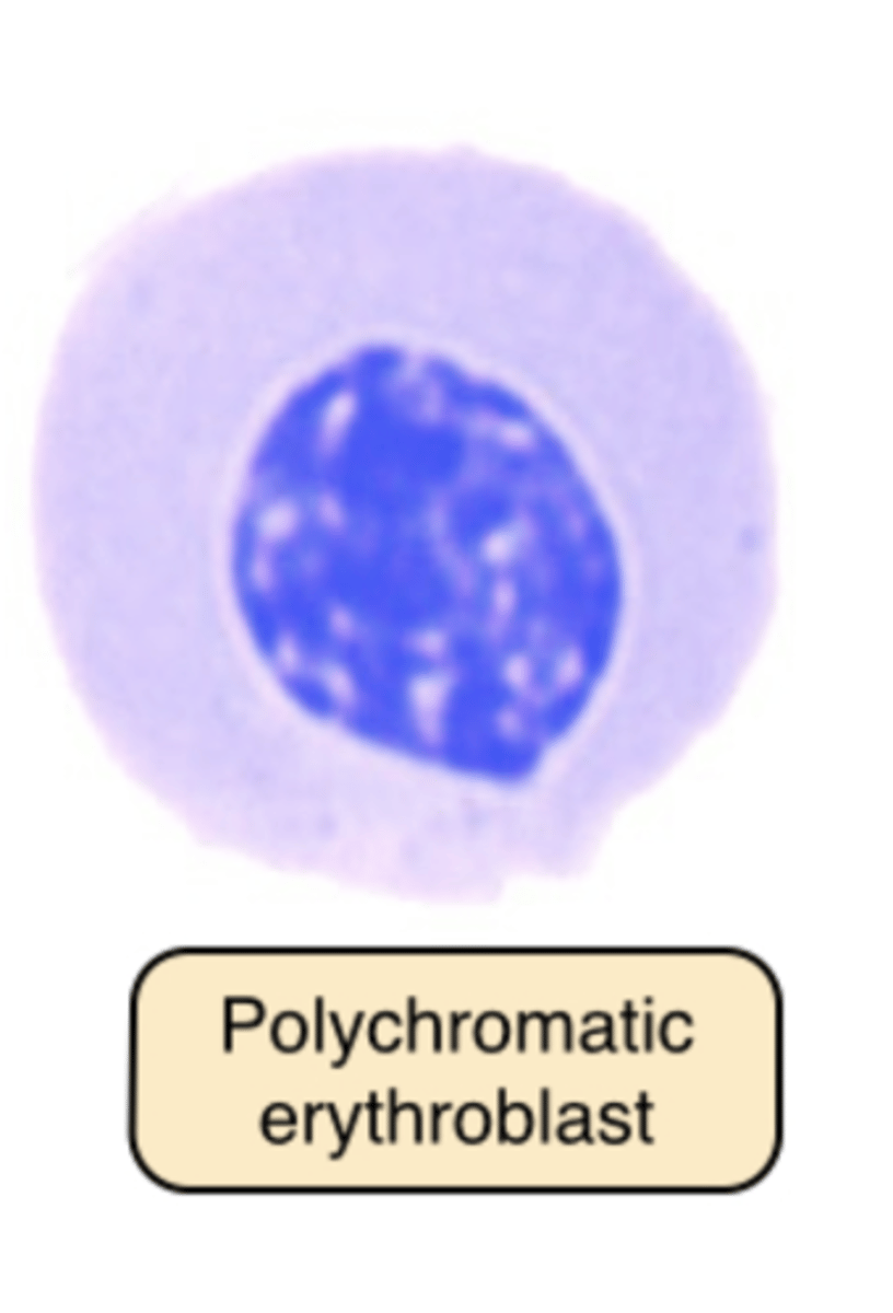 <p>Wright-stained Blood Film: 0.5% to 2.5% of RBCs exceed the 7μm to 8μm average and stain slightly blue-gray.</p><p>&gt; newly released from RBC production site: the bone marrow -- increased RBC production in anemia. </p>