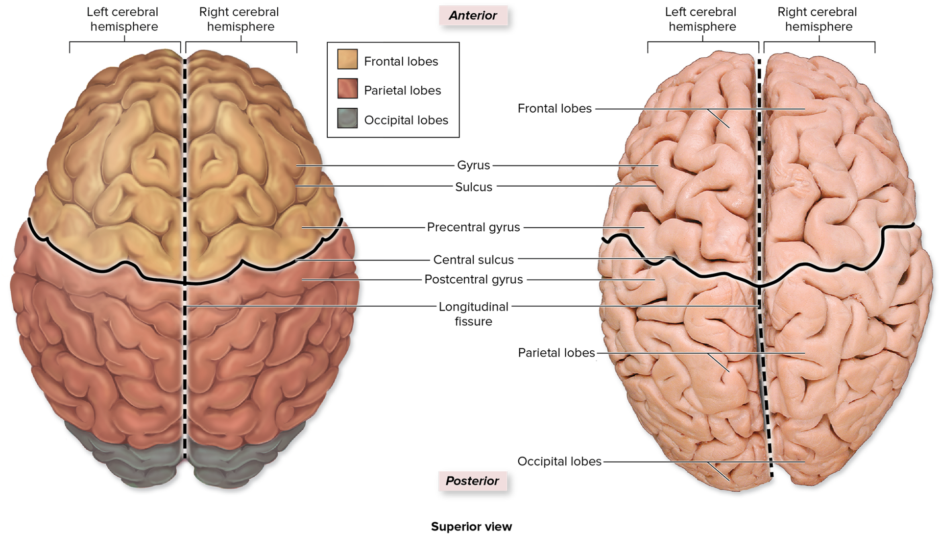 <p>it runs midsagittal, and divides the cerebrum into right and left halves. </p>