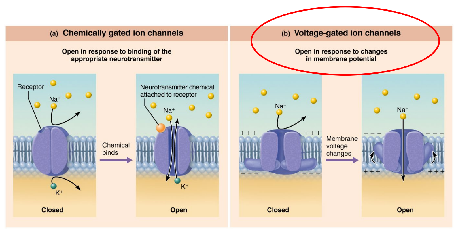 <ul><li><p>Tiny gates in the neuron’s membrane.</p></li><li><p>They open and close ions like Na⁺ (sodium), K⁺ (potassium), or Ca²⁺ (calcium) pass in or out.</p></li><li><p>When they open, they can change the charge inside the neuron.</p></li><li><p>Passive channels</p></li><li><p>Active channels</p><ul><li><p>Chemically gated (ligand gated)</p></li><li><p>Mechanically gated</p></li><li><p>Voltage gated (electrical signal)</p><ul><li><p>e.g., Ca2+ Voltage Charged Channel </p></li></ul></li></ul></li></ul><p></p>