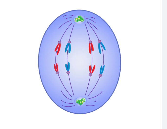 <p>anaphase</p>