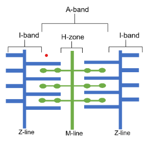 <p>Thick myosin filaments and thin actin filaments</p><p>A-band=region of overlap between actin and myosin</p><p>H-zone=myosin only</p><p>M-line=middle of sarcomere</p><p>I-band=actin only</p><p>Z-line= boundary between sarcomeres</p>