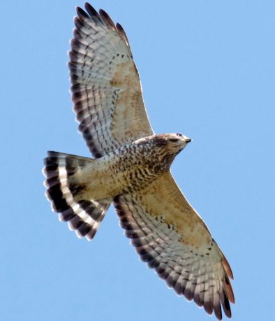 <p>What bird is this? </p>