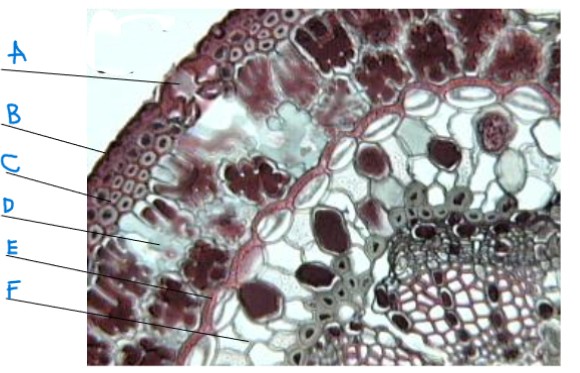 <ol><li><p>identify the genus'</p></li><li><p>identify the part of the plant</p></li><li><p>identify a-f</p></li></ol><p></p>