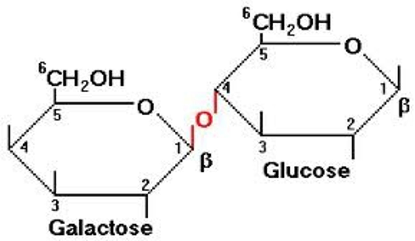 <p>carbohydrate binds to another group, which could also be a carbohydrate. A glycosidic bond is found between the two glucose molecules in maltose.</p>