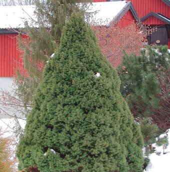 Picea glauca 'Conica' h:4 b:1.8