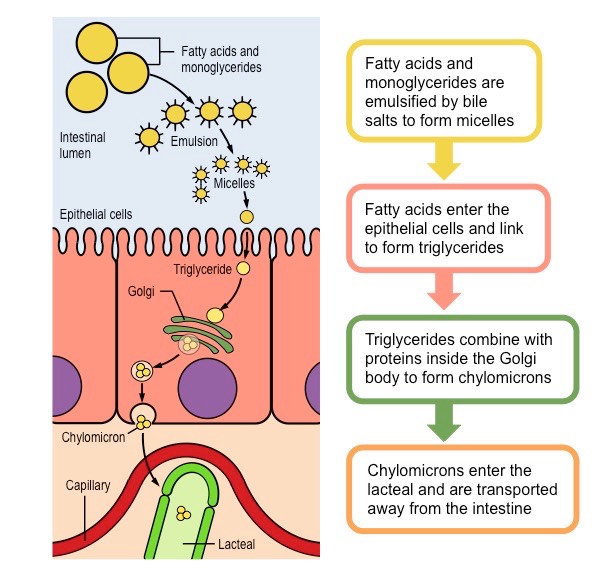 <ul><li><p>triglycerides are digested into monoglycerides and fatty acids</p><ul><li><p>monoglycerides are absorbed via simple diffusion</p></li><li><p>fatty acids absorbed by facilitated diffusion</p></li></ul></li><li><p>once inside epithelium cells, fatty acids combine with mono glycerides to reform triglycerides</p></li><li><p>they they form <strong>lipoprotein droplets</strong> by combining with cholesterol and being surrounded by phospholipids</p></li><li><p>lipoproteins exit epithelial cells by <strong>exocytosis</strong> and will either enter a <strong>lacteal</strong> and be carried away by lymph or a capillary and enter the blood stream</p></li></ul>