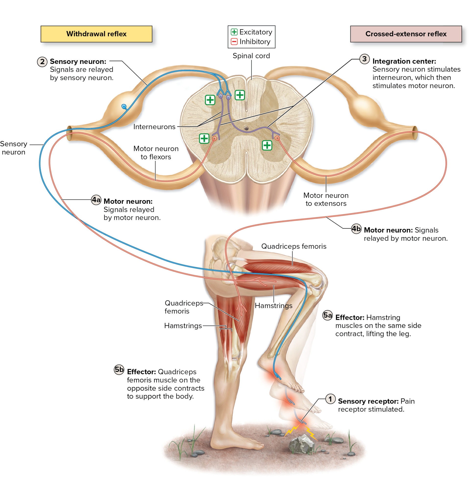 <p>Number of Neurons in the Reflex Arc (Complexity)</p>