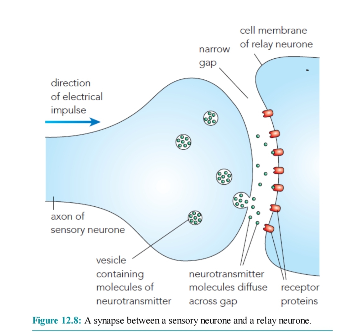 <ul><li><p>The presence of vesicle containing nerotransmitter molecules </p></li><li><p>The synaptic gap </p></li><li><p>Receptor protein </p></li></ul>