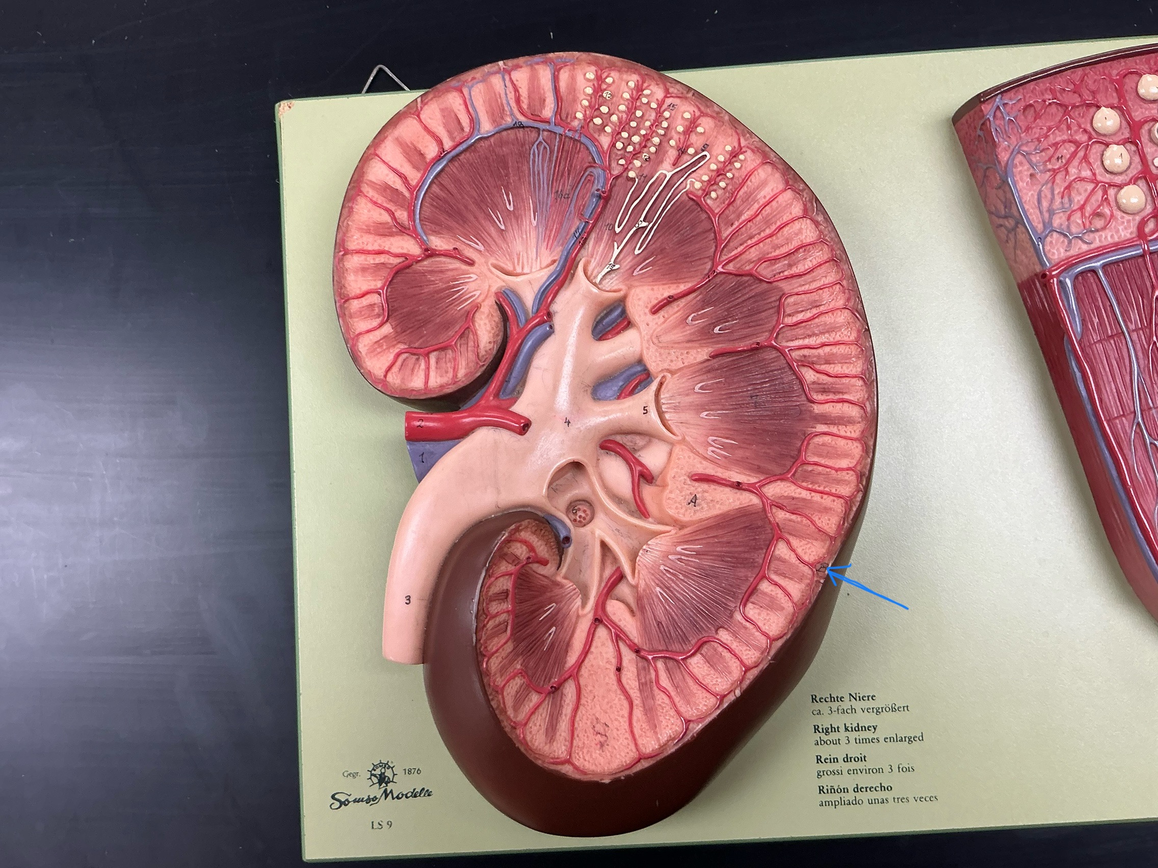 <p>Name the structure</p>