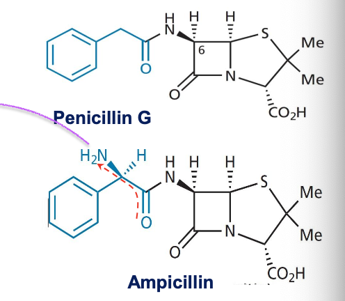 <p>**Which functional groups present in amoxicillin make this drug orally available with increased spectrum?</p>
