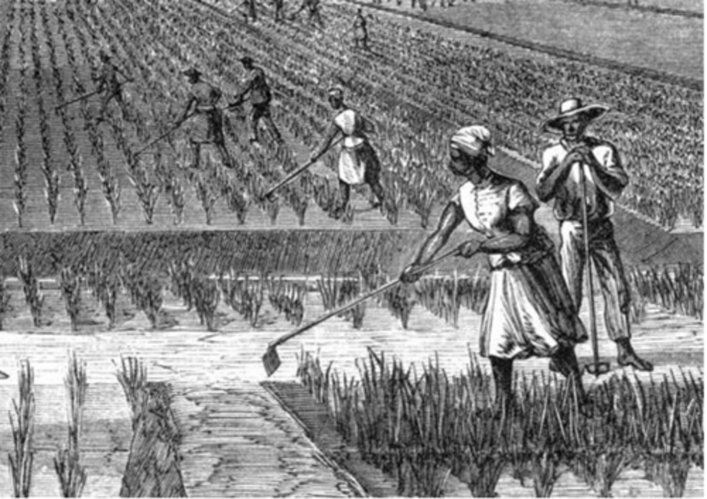 <p>As Tobacco prices fell, rice and indigo became the most profitable crops.</p>