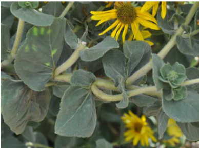 <p>hairy sunflower</p>