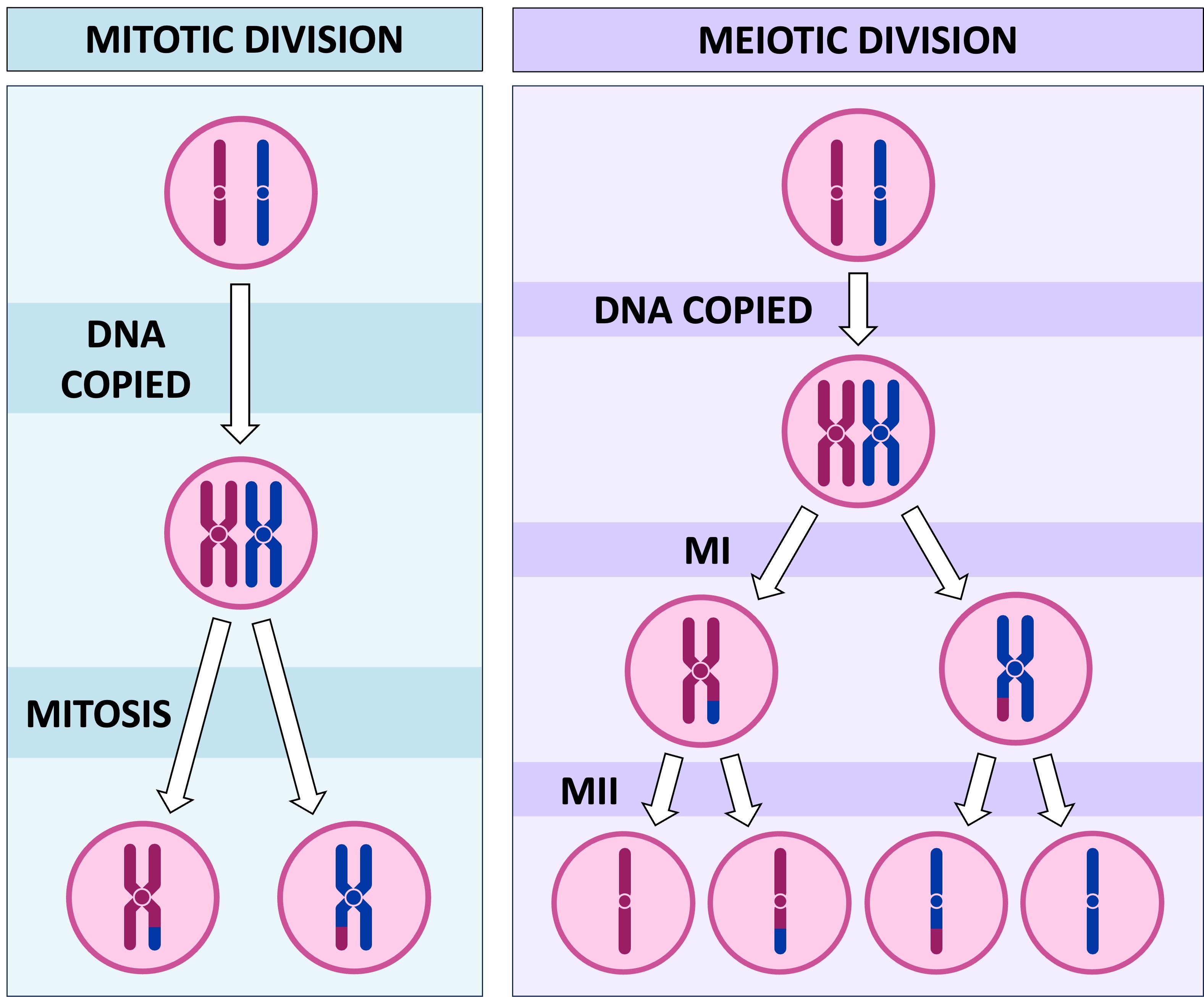 <p>Although both follow similar steps and are a type of cell division, mitosis produces two genetically identical daughter diploid cells whereas meiosis produces four gamete haploid cells.</p>